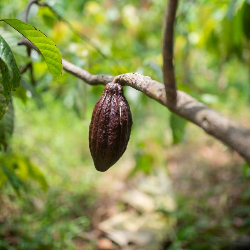 Cocoa
